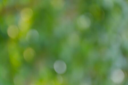 Green bokeh out of focus background from nature forestの写真素材