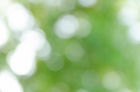 green bokeh from treeの写真素材