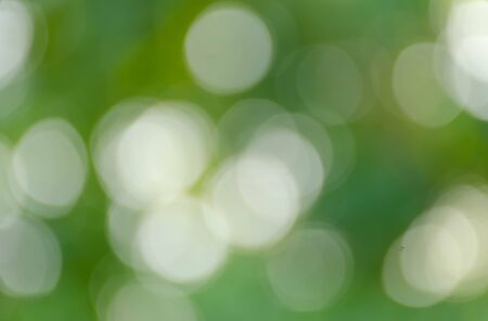 Green bokeh out of focus background from nature forestの写真素材