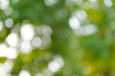 Green blurred background, the bokeh effectの写真素材