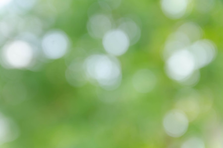 Green bokeh out of focus background from nature forestの写真素材