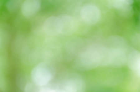 Abstract natural green bokeh backgroundの写真素材