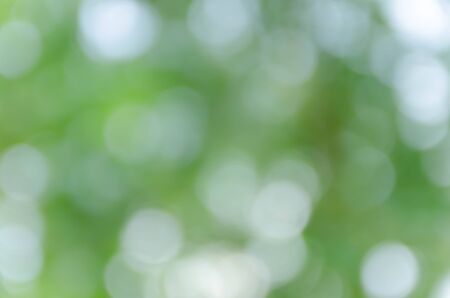 Green blurred background and sunlightの写真素材