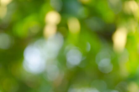 Green bokeh on nature defocus art abstract blur backgroundの写真素材
