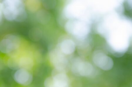 Green bokeh on nature defocus art abstract blur backgroundの写真素材