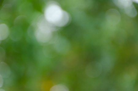 Green blurred background, the bokeh effectの写真素材