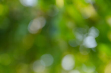 Green bokeh out of focus background from nature forestの写真素材