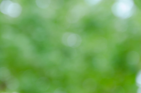 Green blurred background and sunlightの写真素材