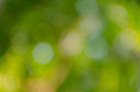 Green bokeh out of focus background from nature forestの写真素材