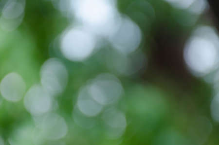 Green blurred background, the bokeh effectの写真素材