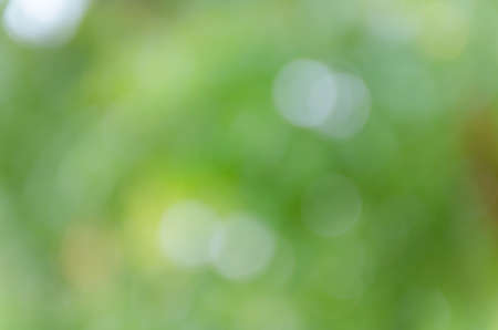 Green bokeh on nature defocus art abstract blur backgroundの写真素材