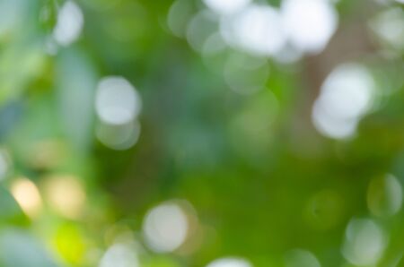 Green bokeh out of focus background from nature forestの写真素材