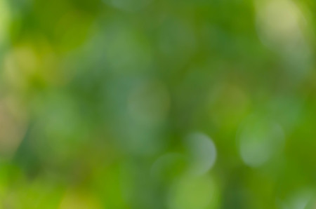 Green bokeh on nature defocus art abstract blur backgroundの写真素材