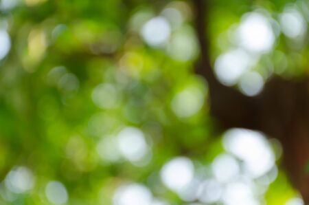 Green bokeh on nature defocus art abstract blur backgroundの写真素材