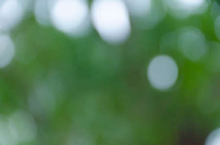 Green blurred background, the bokeh effectの写真素材