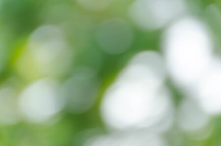 Green bokeh out of focus background from nature forestの写真素材