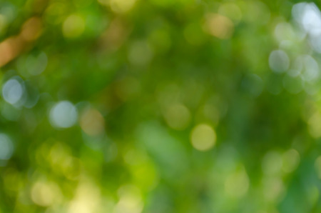 Green bokeh on nature defocus art abstract blur backgroundの写真素材