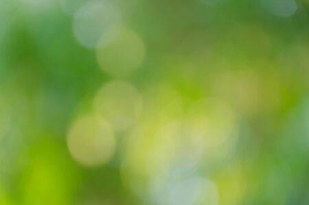 Green bokeh out of focus background from nature forestの写真素材
