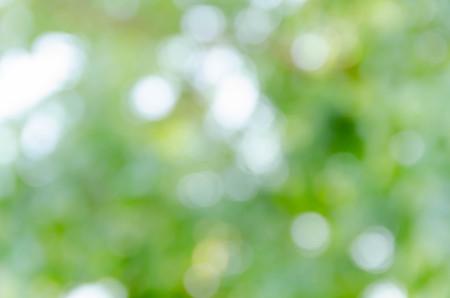 Green blurred background and sunlightの写真素材