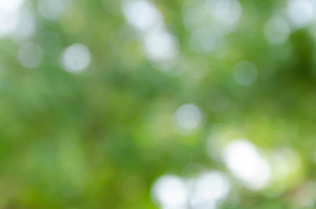 Green bokeh on nature defocus art abstract blur backgroundの写真素材