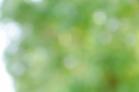 green bokeh from treeの写真素材