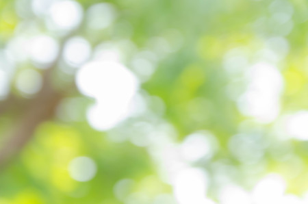 Green blurred background and sunlightの写真素材