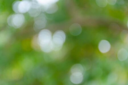 Green blurred background, the bokeh effectの写真素材