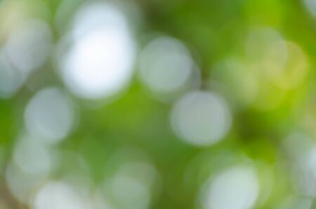 Green bokeh on nature defocus art abstract blur backgroundの写真素材