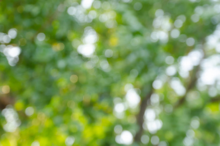 green bokeh abstract light backgroundの写真素材