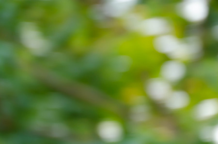 green bokeh abstract light backgroundの写真素材