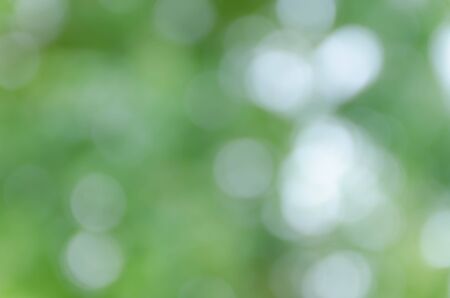 green bokeh from treeの写真素材