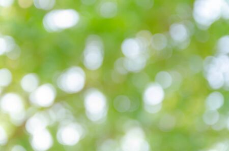Green bokeh out of focus background from nature forestの写真素材