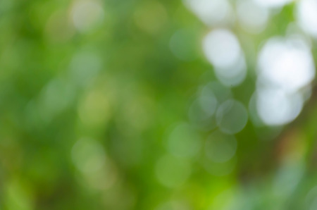 Green bokeh on nature defocus art abstract blur backgroundの写真素材