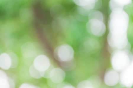 Abstract natural green bokeh background, green bokeh from treeの写真素材