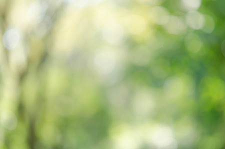 Abstract natural green bokeh backgroundの写真素材