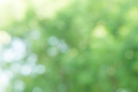 nature green bokeh sun light flare and blur leaf abstract texture backgroundの写真素材