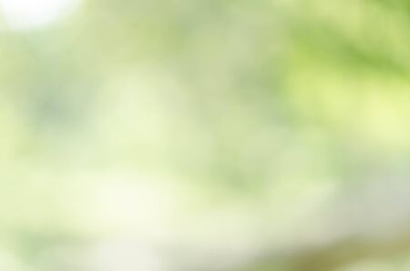 nature green bokeh sun light flare and blur leaf abstract texture backgroundの写真素材