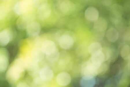 Circle bokeh on the green backgroundの写真素材