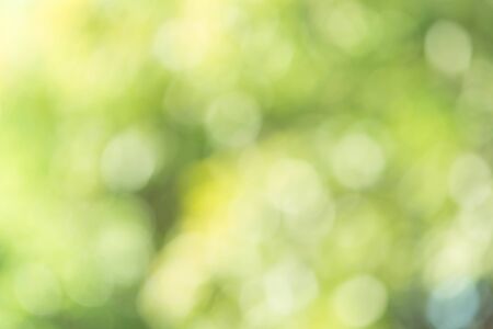 Circle bokeh on the green backgroundの写真素材
