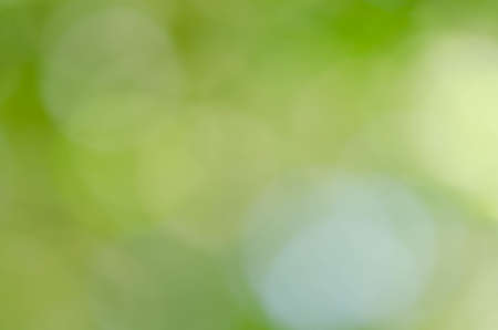 Abstract green bokeh background from trees in the parkの写真素材