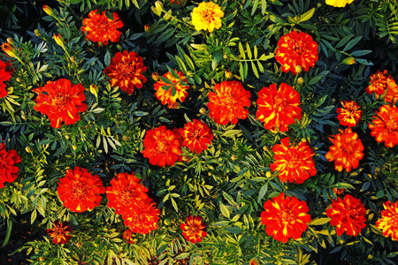 colorful wildflowers on a background of green leaves in a top viewの写真素材
