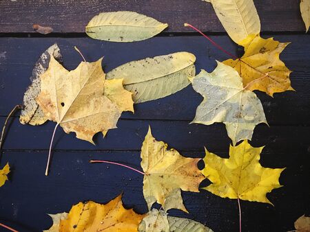 Fall yellow dry leaves lie on wooden boards more Autumn style background