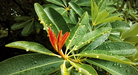 drop of water on the leaf