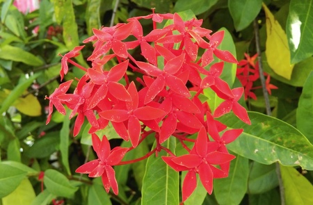 Red ixora and leaf in garden