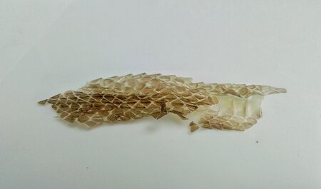 The snake stains on a white background.