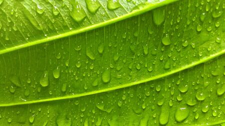Raindrops on the green leaf
