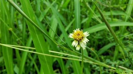 A little flower in green grass backgroundの素材