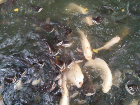 School of fish in the canal fighting to eat food from feeding by people