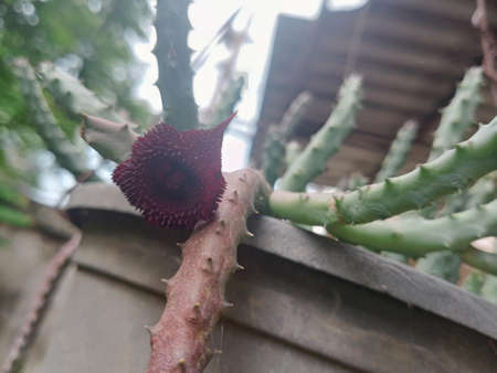 Close up of Huernia trasmutata bloom flower, star shape flower with dark red color hang on old black plastic plant-pot  ; Cactus and Succulent plant concept.の写真素材