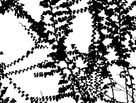 black silhouettes of branches and leaves on a white background- illustrationの写真素材